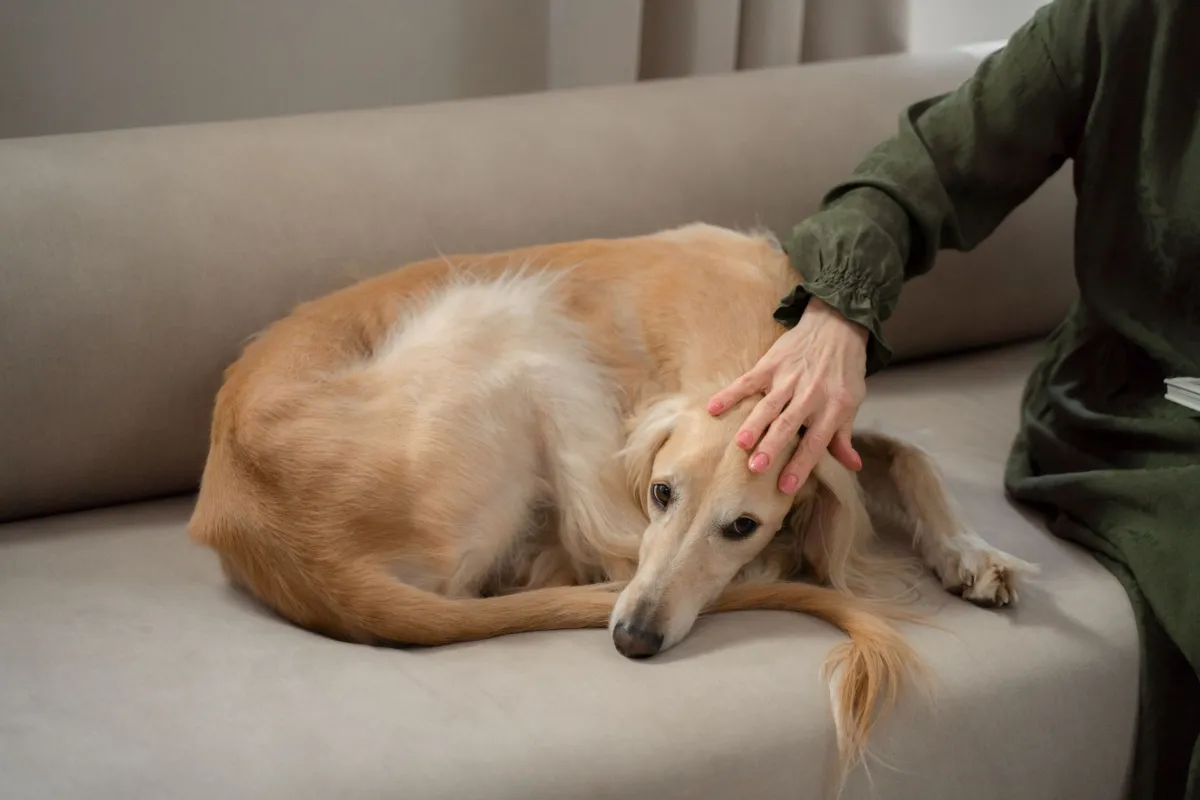 Perro tumbado en calma mientras la mano de su tutora lo acaricia