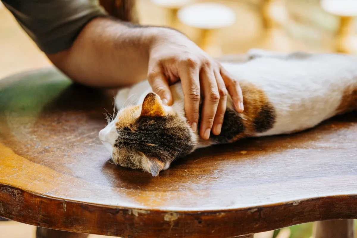 Una mano acariciando el lomo de un gato tumbado y tranquilo